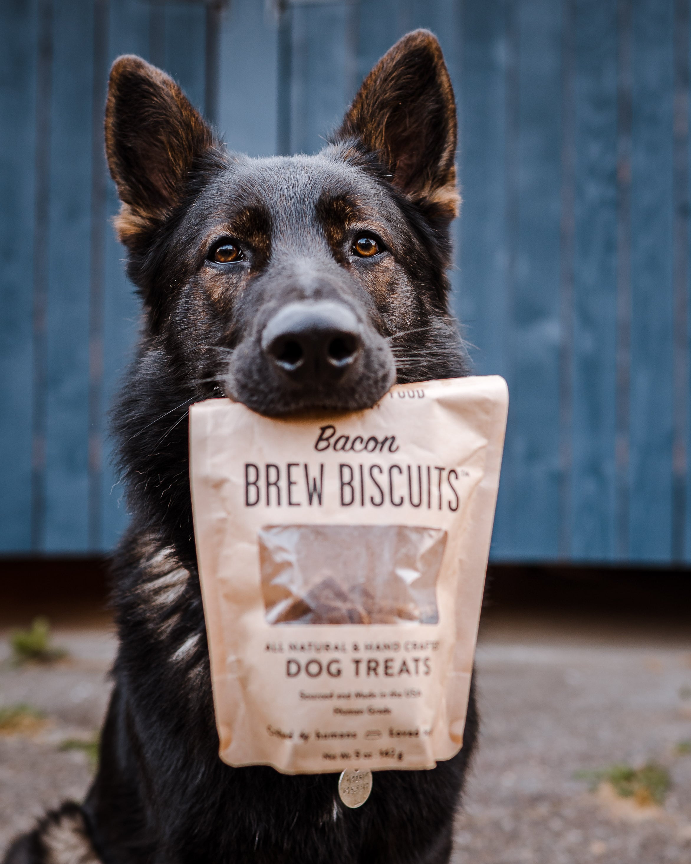 A dog holding up Portland Pet Food's limited ingredient Brew Biscuits.