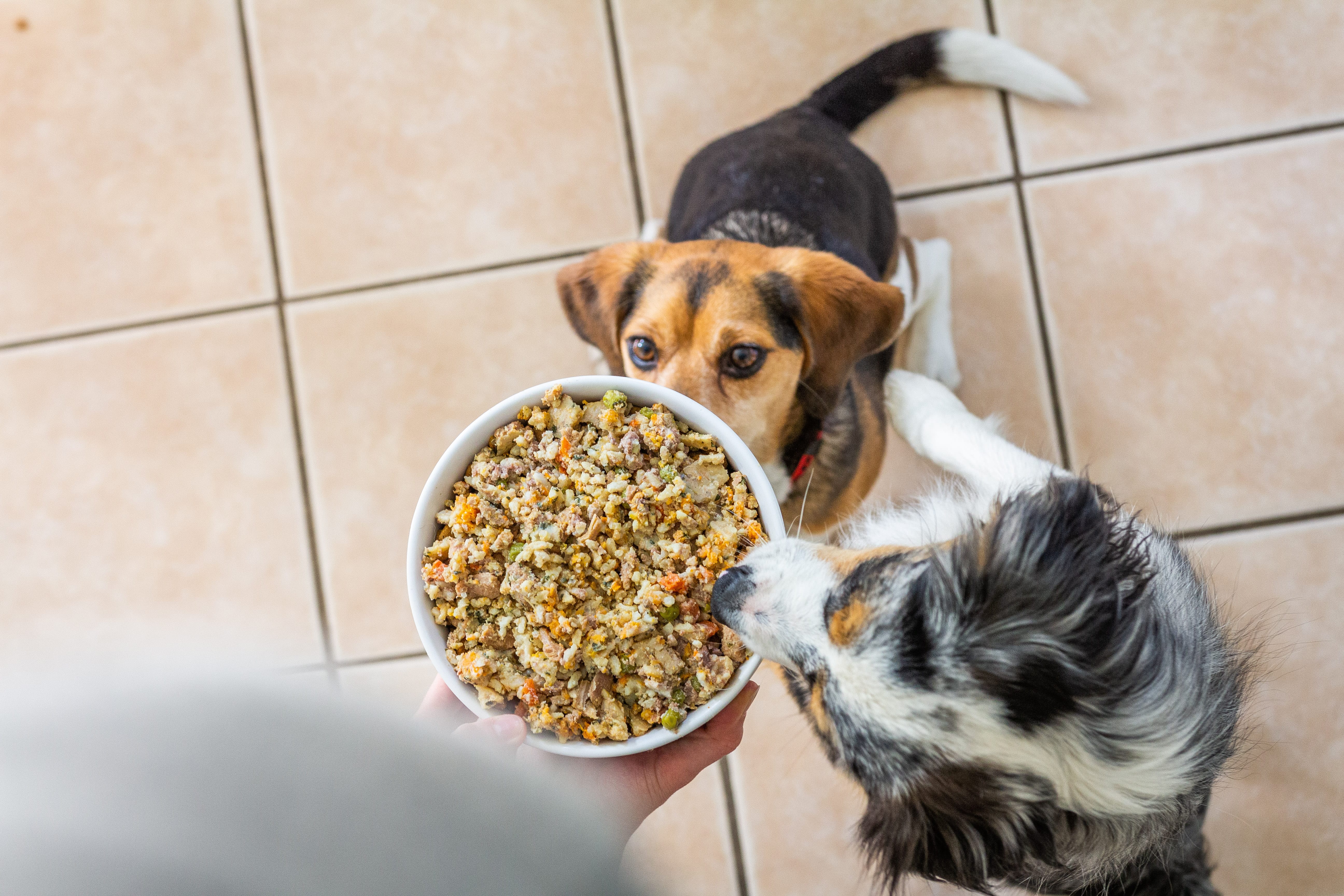 Two dogs enjoying a bowl of fresh, human-grade dog food from Portland Pet Food Company.