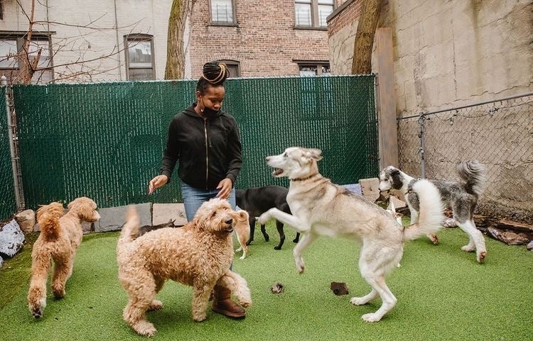 Multiple dogs playing in a fenced off backyard at a black daycare facility