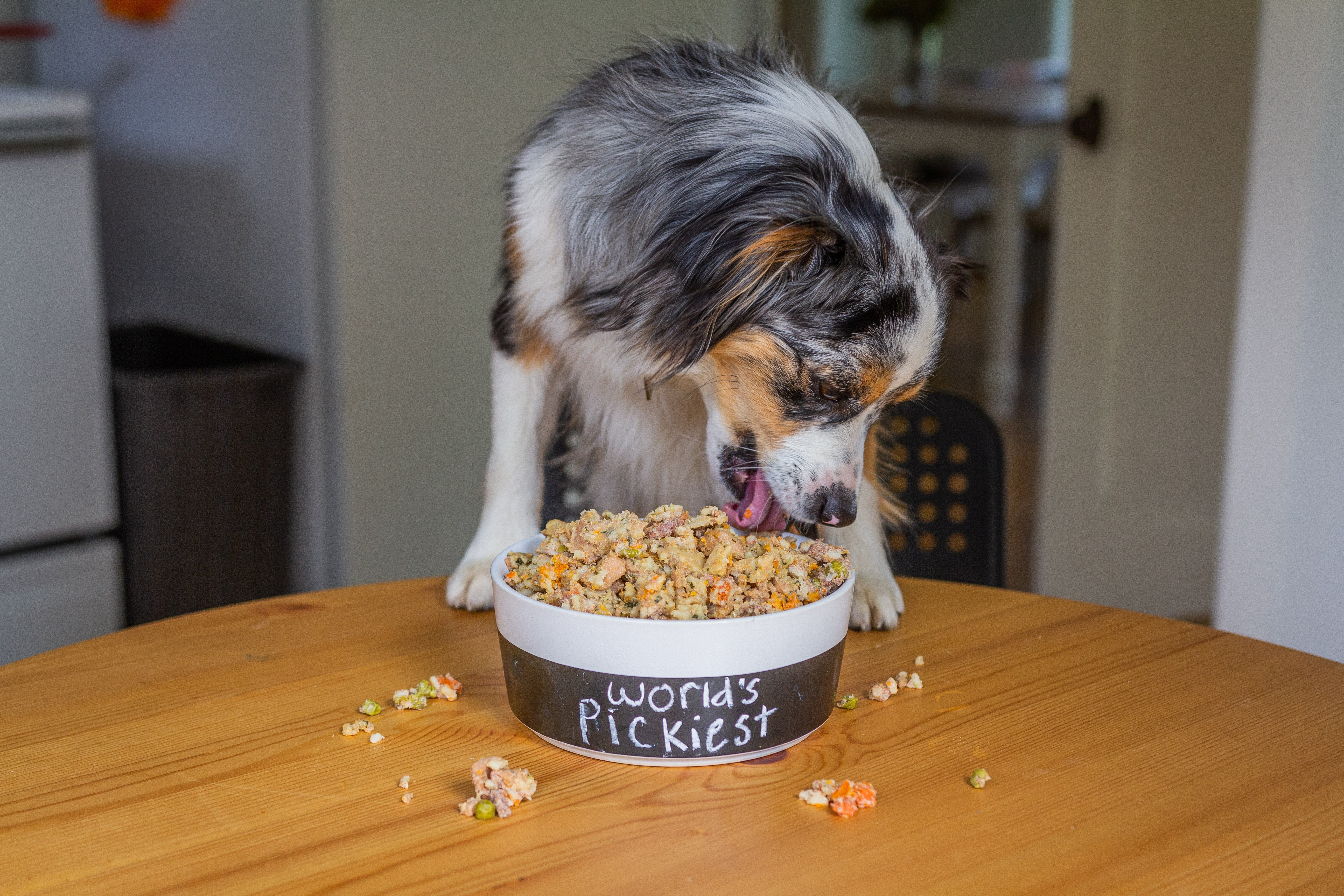 Affordable Fresh Dog Food