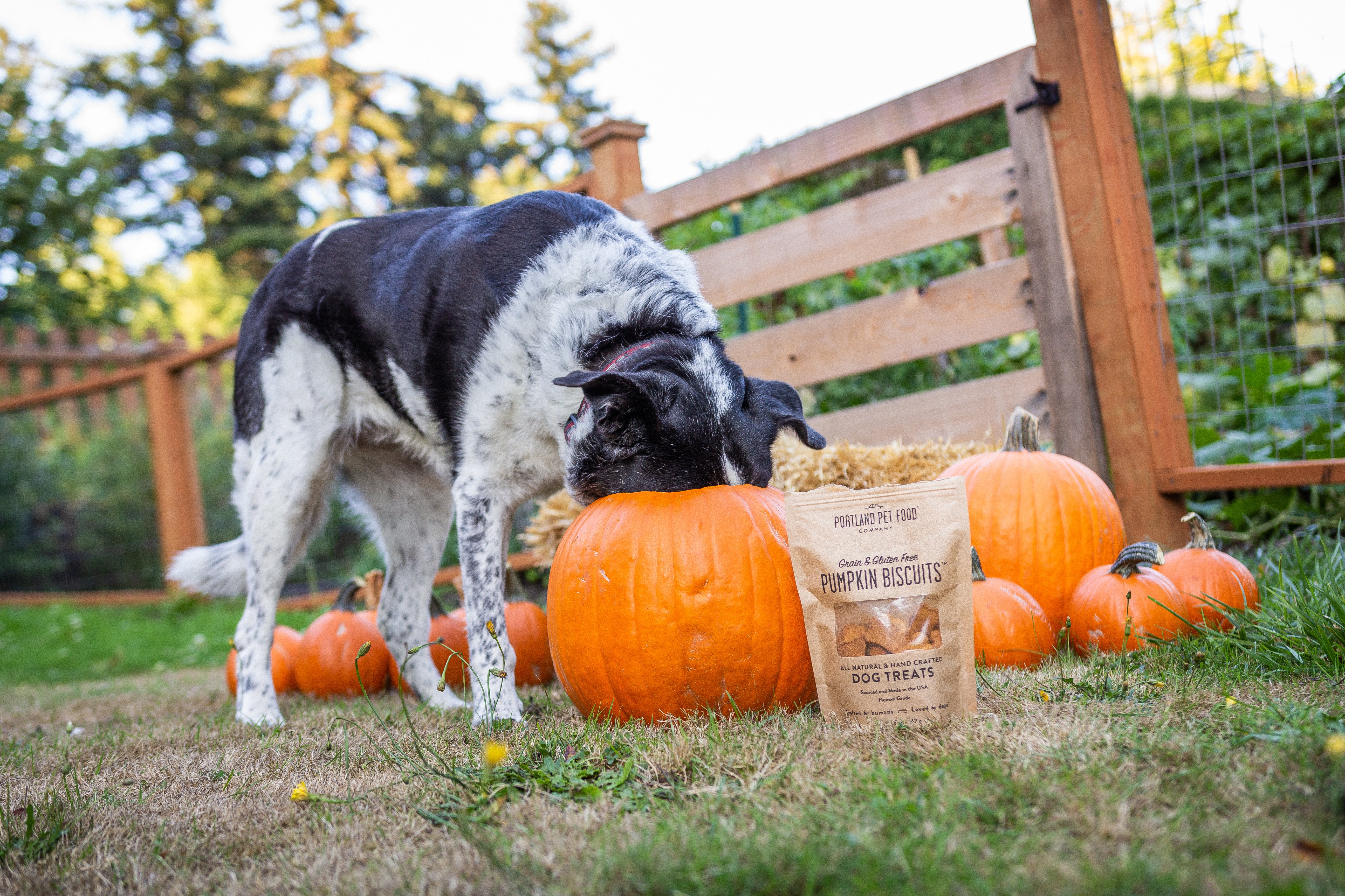 Which Fall Foods Your Dog Can and Can’t Eat