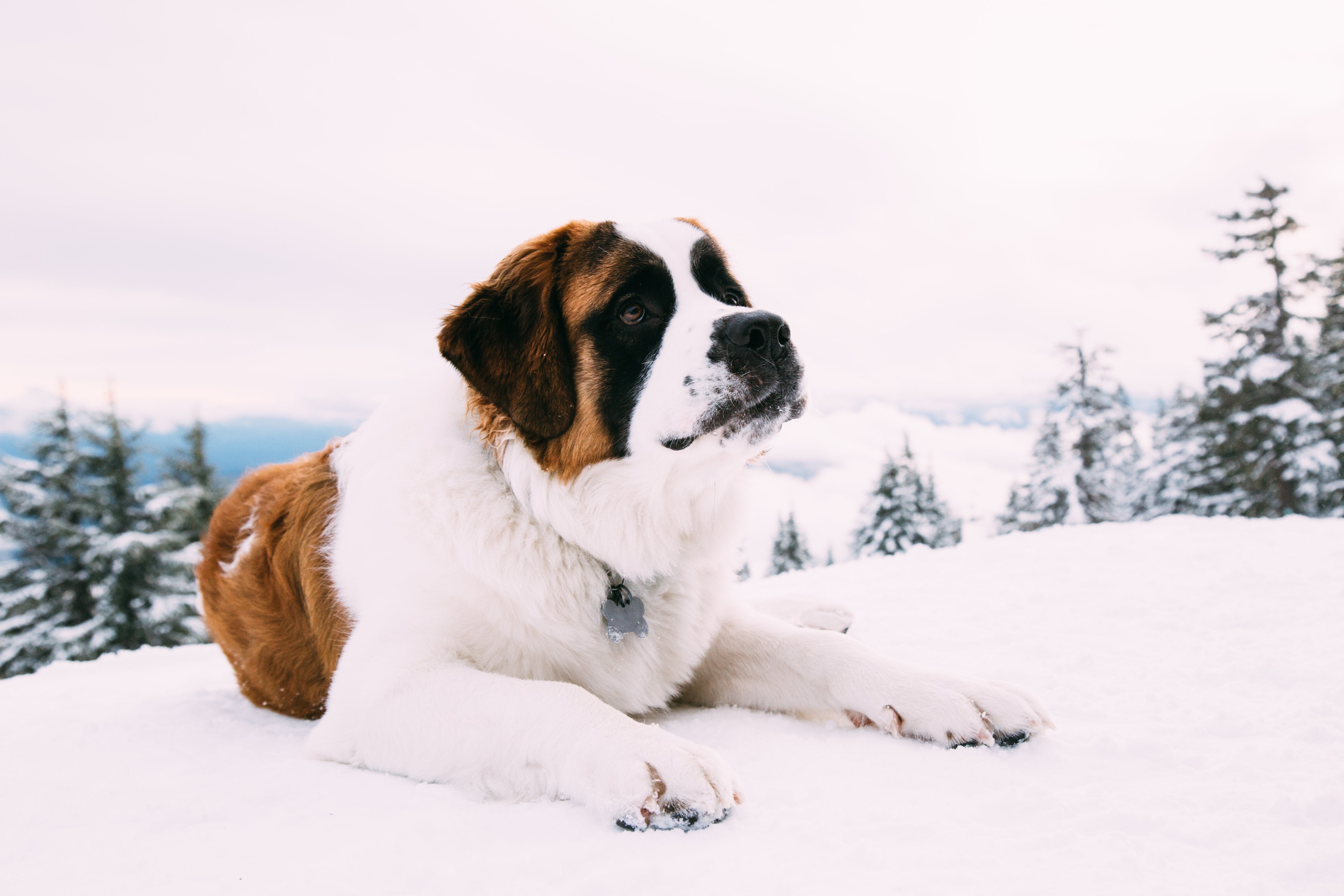 bruno st bernard timberline portland pet food company