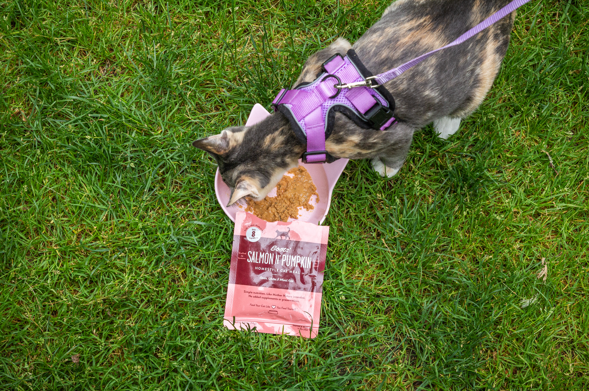 Feline Eating Portland Pet Food Company Meals