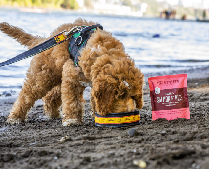 A dog enjoying a bowl of Portland Pet Food Company's Salmon N' Rice dog food topper