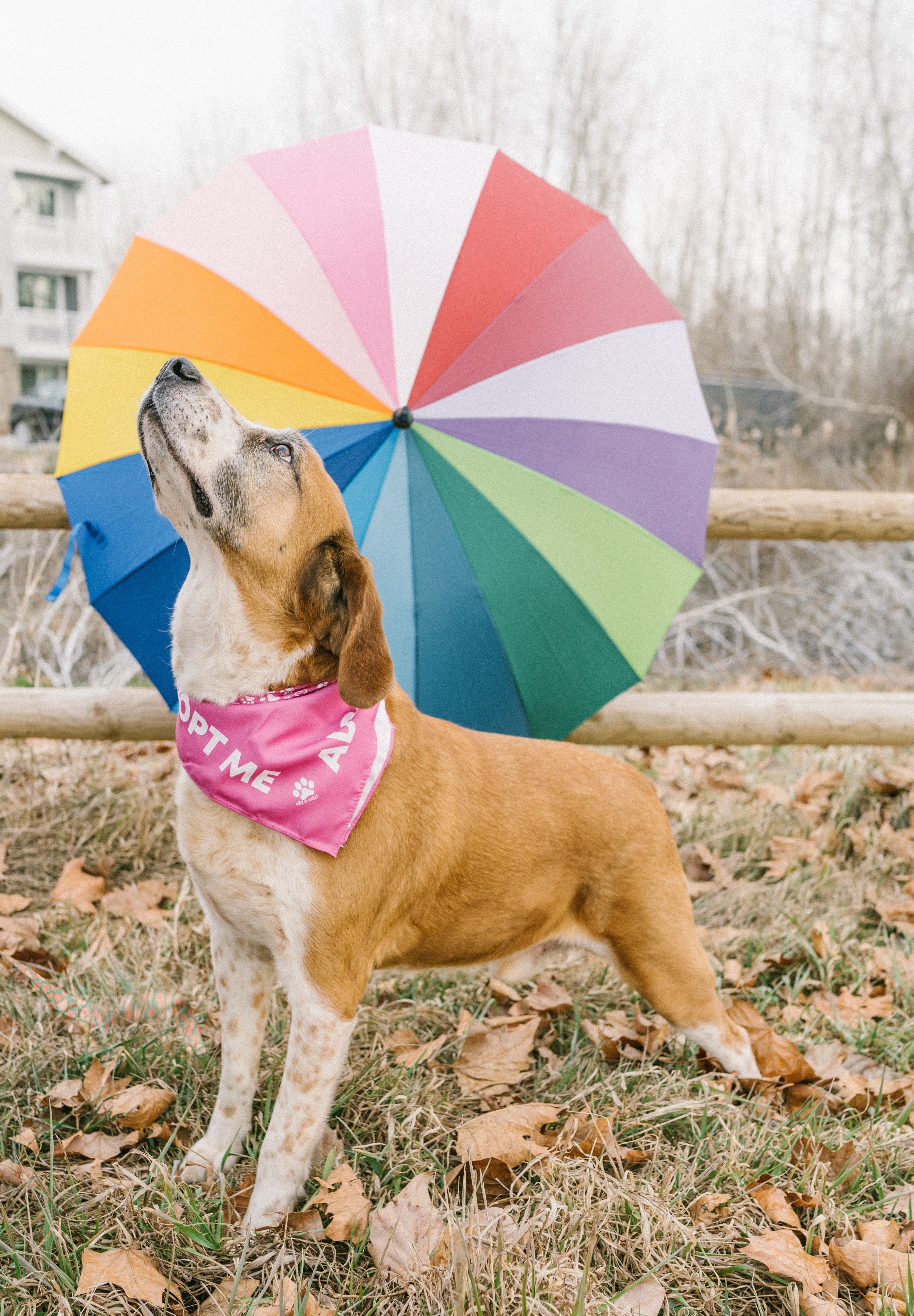Today’s The Day To Foster Or Adopt A Dog