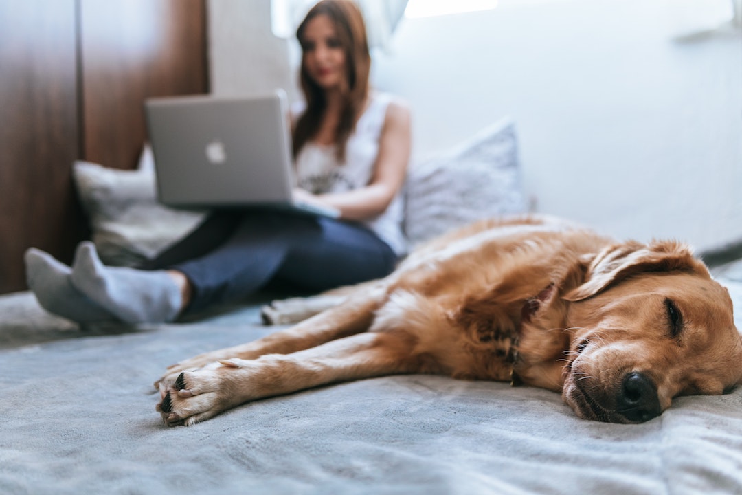 coronavirus and dogs dog laying next to owner photo courtesy of unsplash portland pet food company