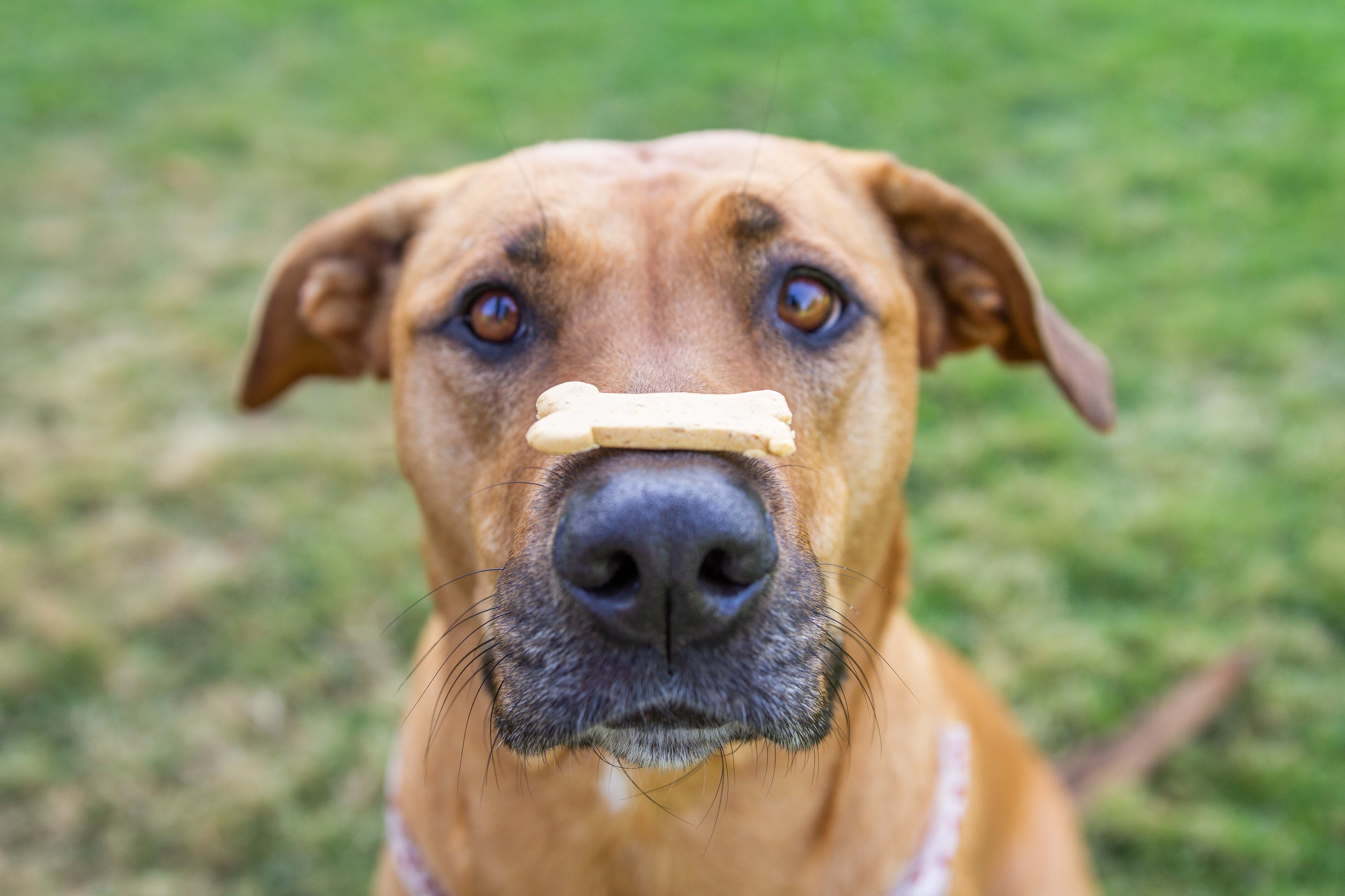 Can Dogs Have Chicken Broth - Portland Pet Food Company