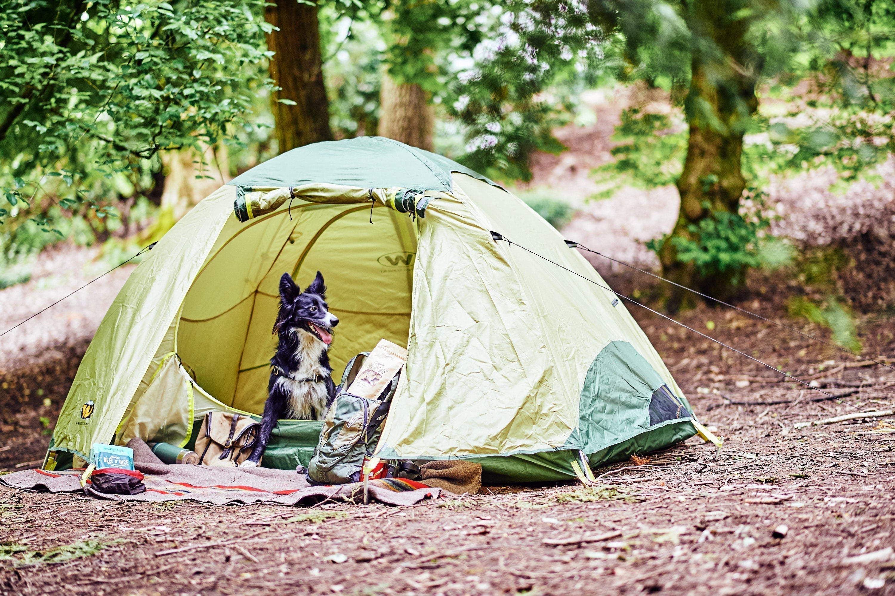 Five Plants That Are Dangerous For Dogs - Portland Pet Food Company