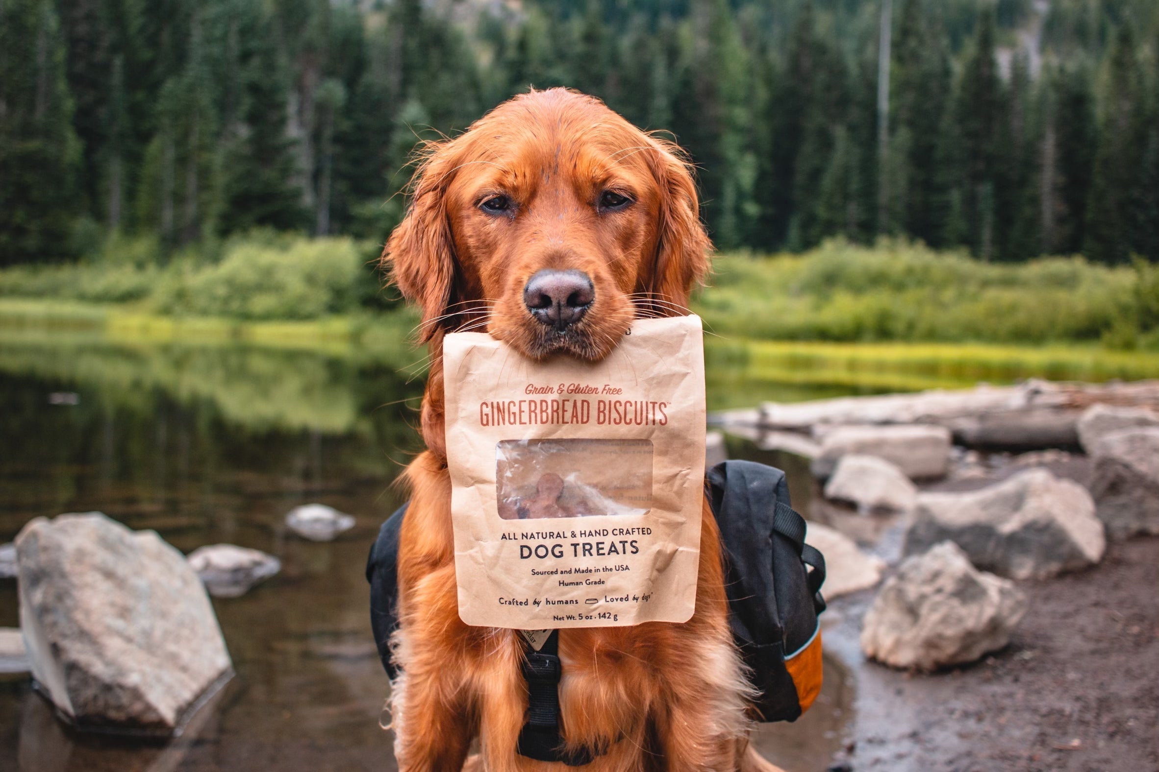 Ingredients That Have Anti-Inflammatory Benefits For Dogs - Portland Pet Food Company