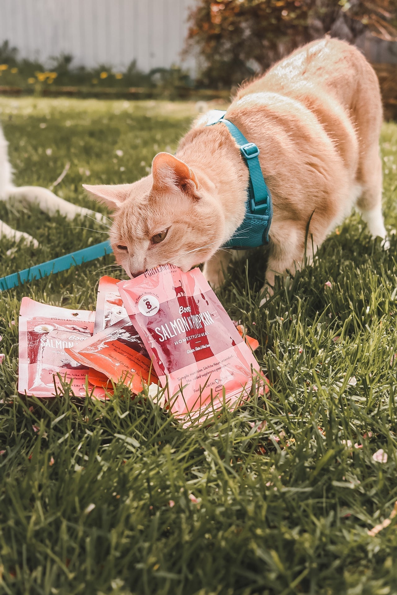 Keeping Your Cat Hydrated: Dehydration Signs and Tips - Portland Pet Food Company