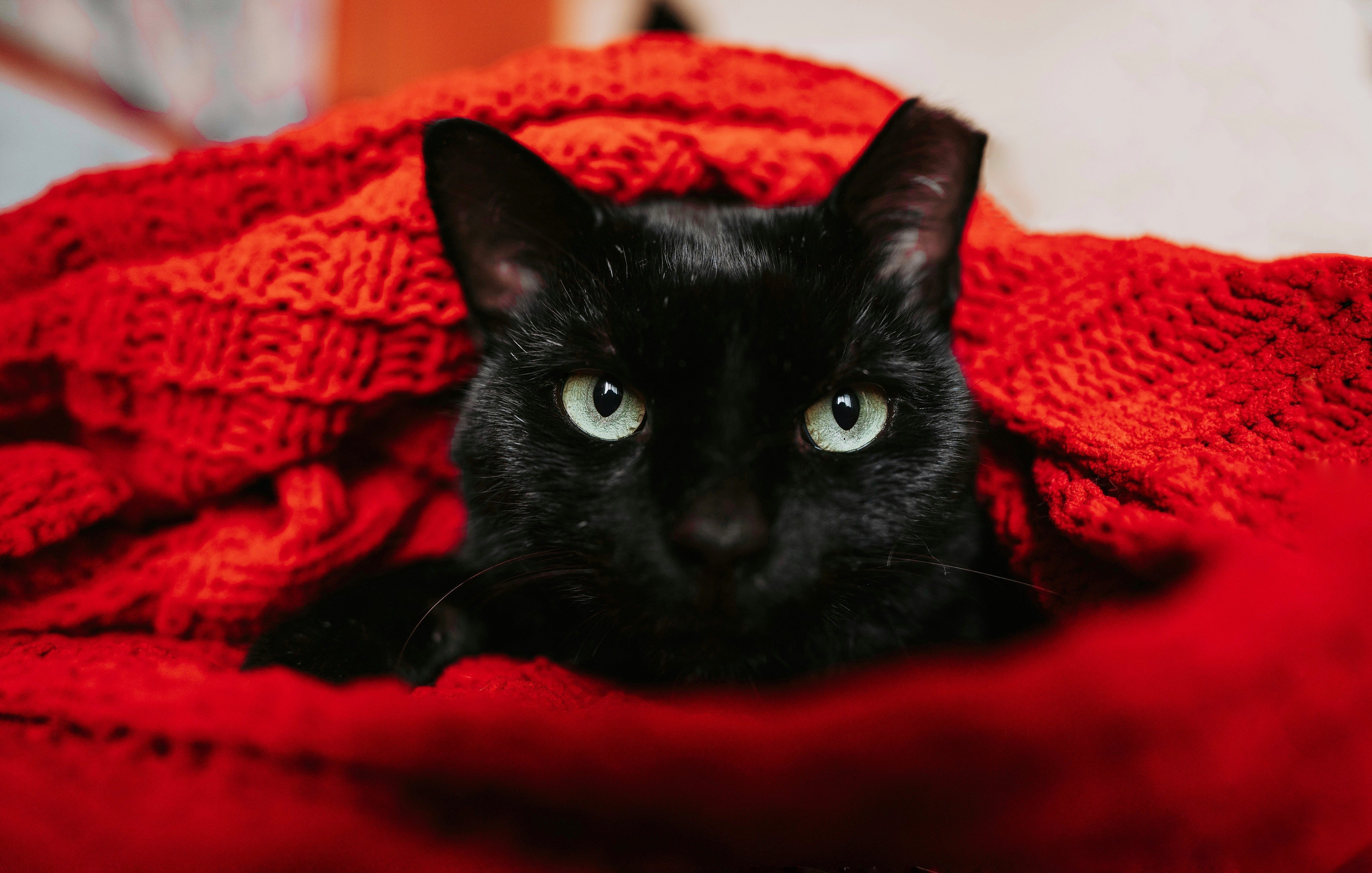 Cat Suddenly Becomes A Picky Eater