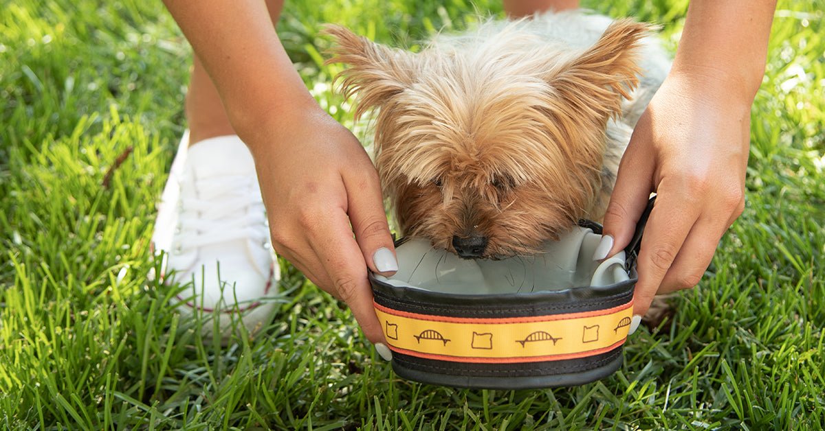 Preventing Dog Heat Exhaustion - Portland Pet Food Company
