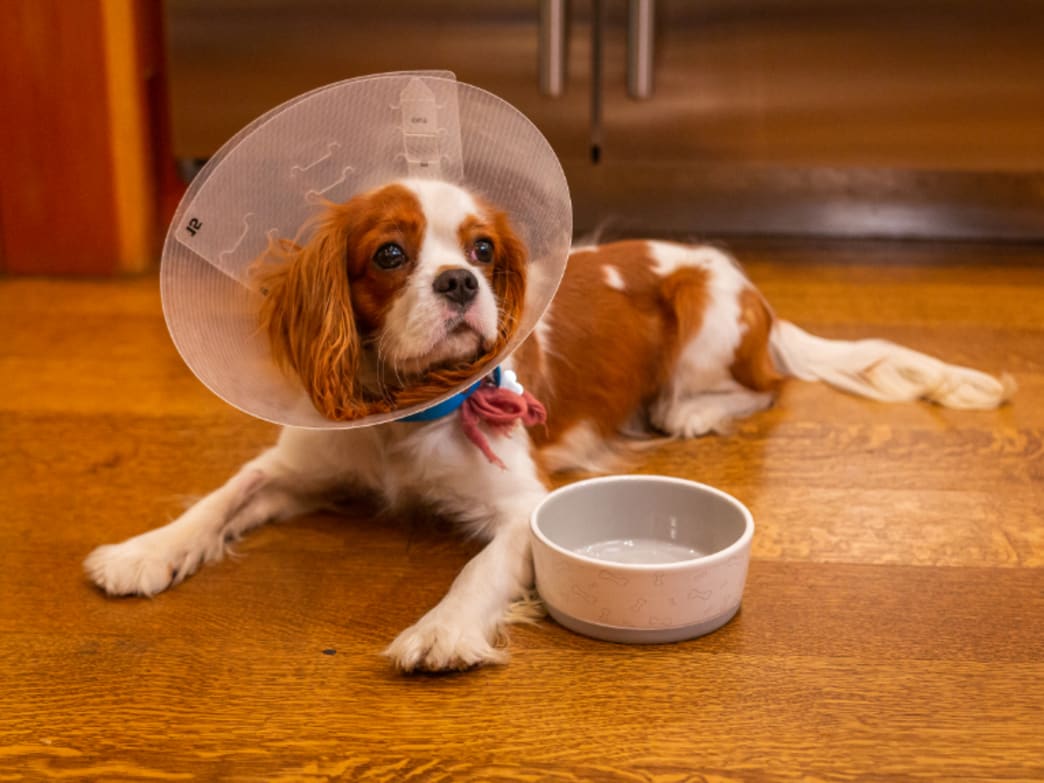 How To Make Mealtime Fun For Your Dog With Four Simple Tips