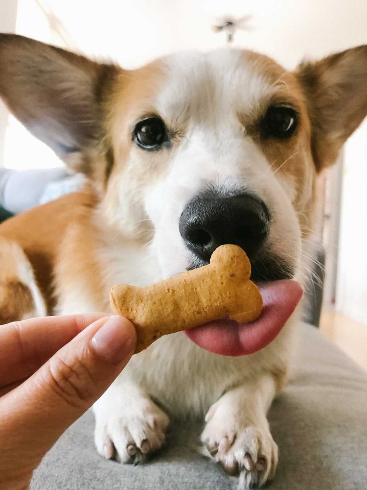 Should You Sign Up For Dog Insurance? - Portland Pet Food Company