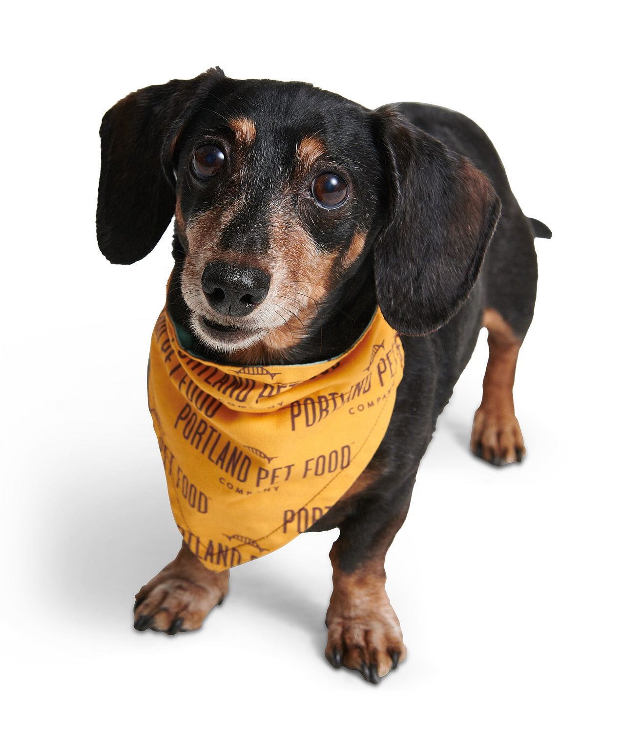 PPFC Bandana