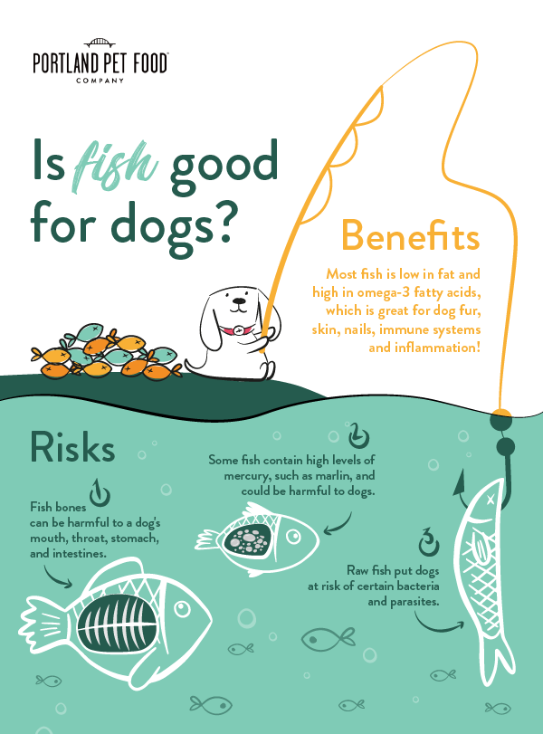 Is Fish Good For Dogs?
