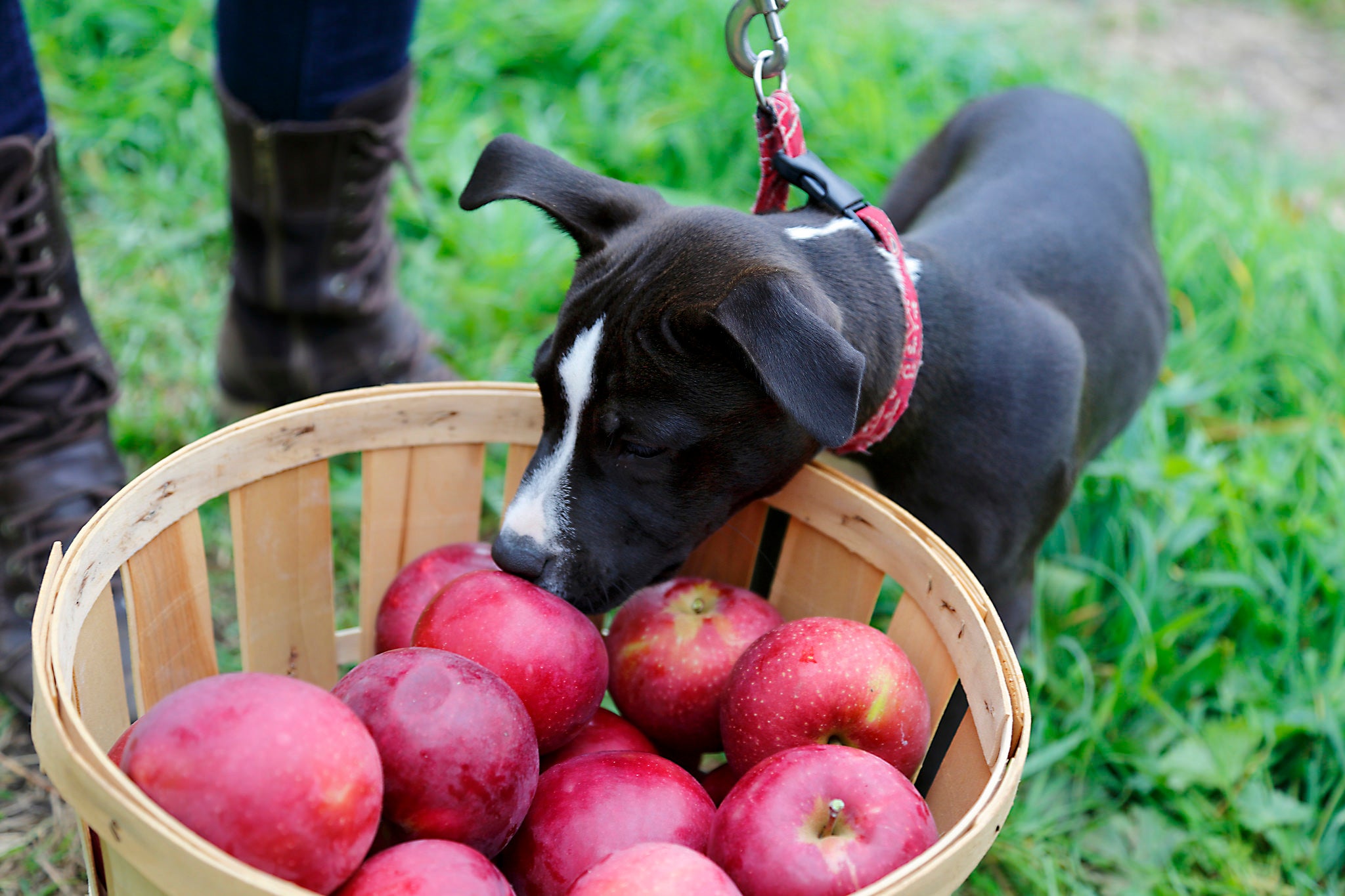 dog sniffing apple barrel portland pet food company