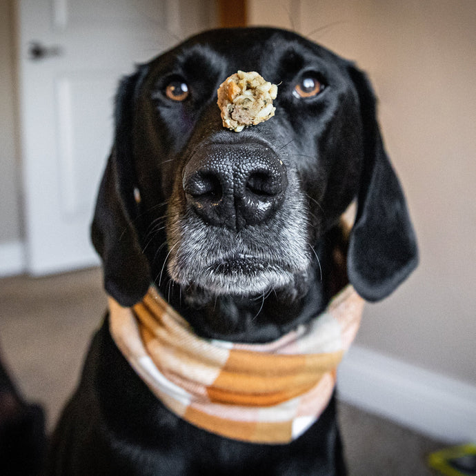 Homemade Pill Pockets For Dogs