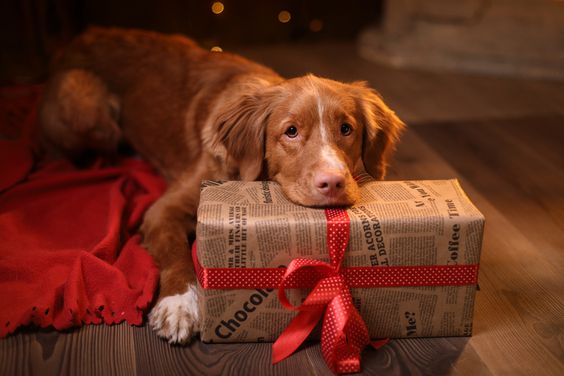 The Ultimate Gift Guide For Your Furry-Friends