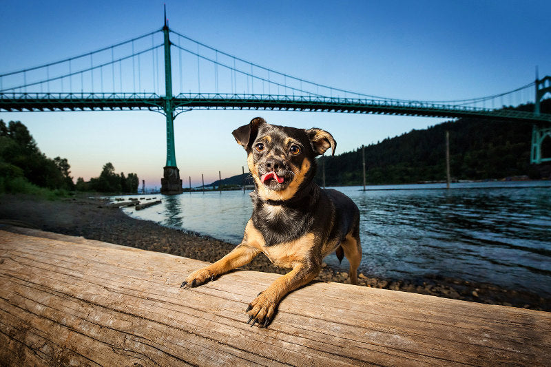Dog sitting in front of St Johns Bridge, Portland
