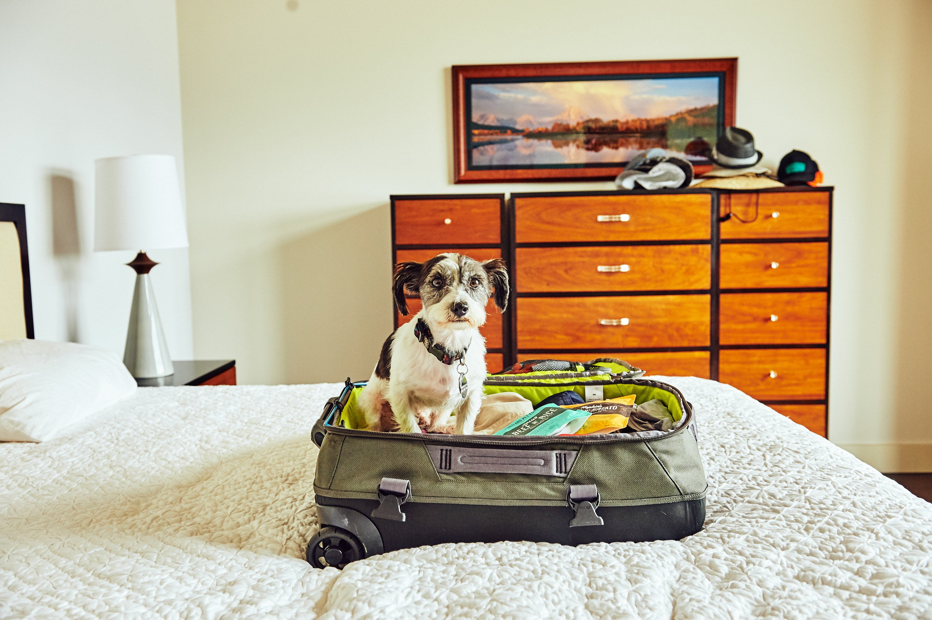 5 Essential Tips for Traveling with a Pet