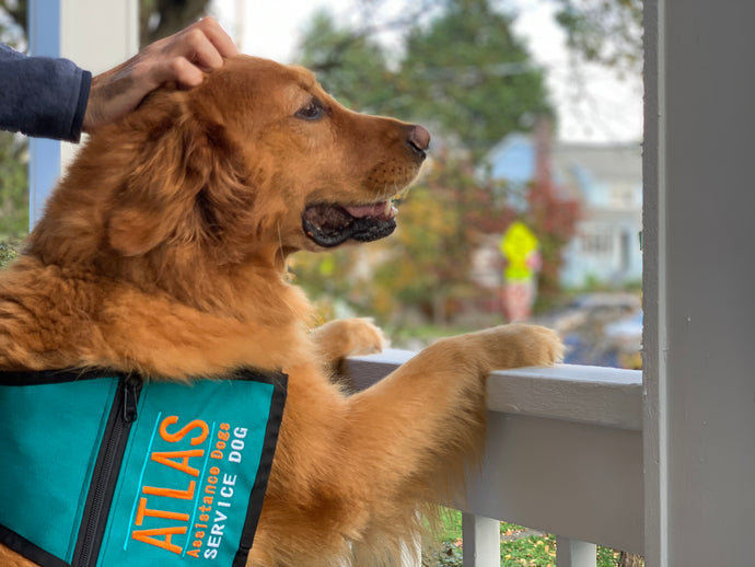 Service Dog Etiquette: How to Interact with Service Dogs