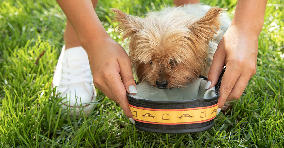 Preventing Dog Heat Exhaustion
