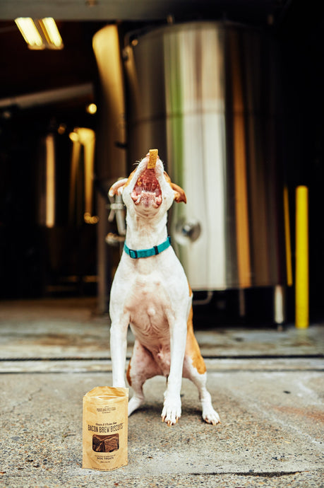 Five Tricks To Training Your Dog