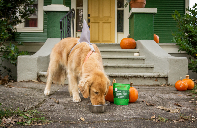 How To Celebrate Halloween With Your Dog During Quarantine