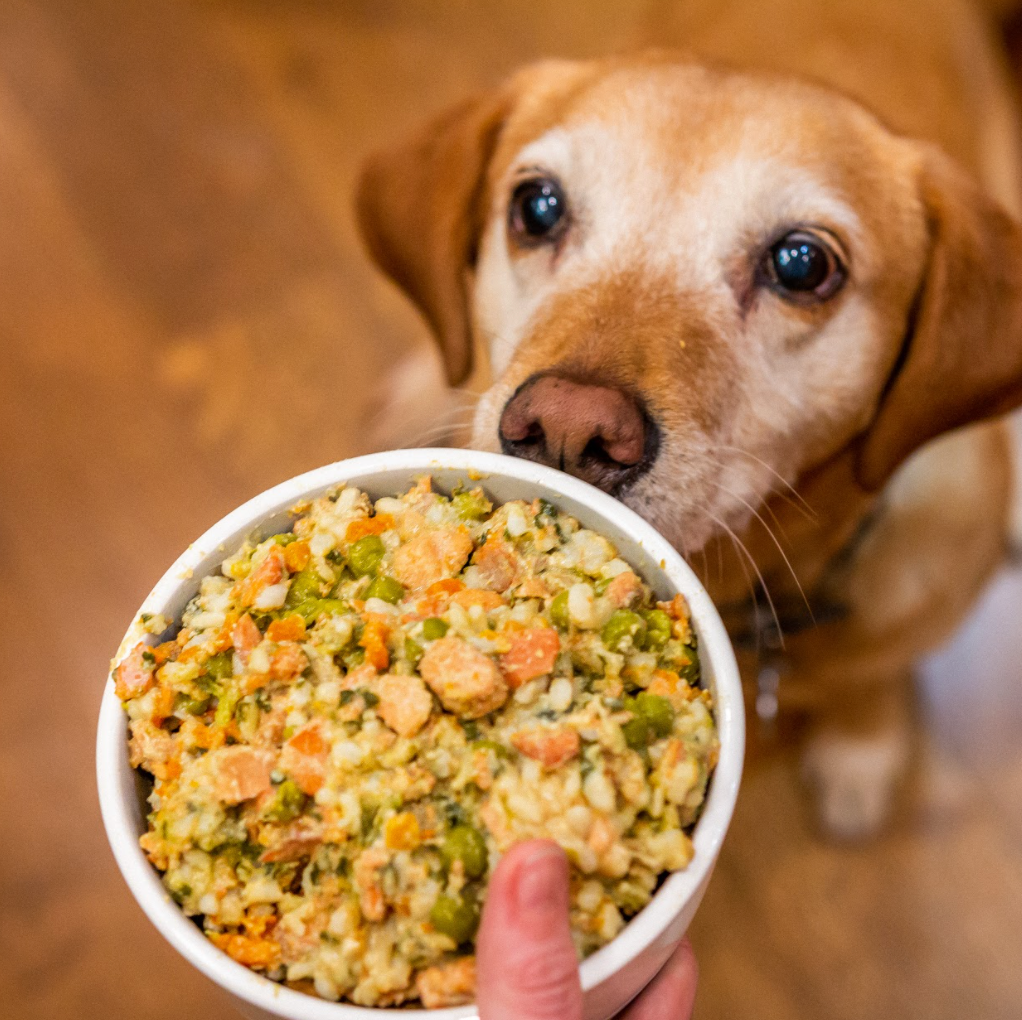 Can senior dogs 2024 eat puppy food