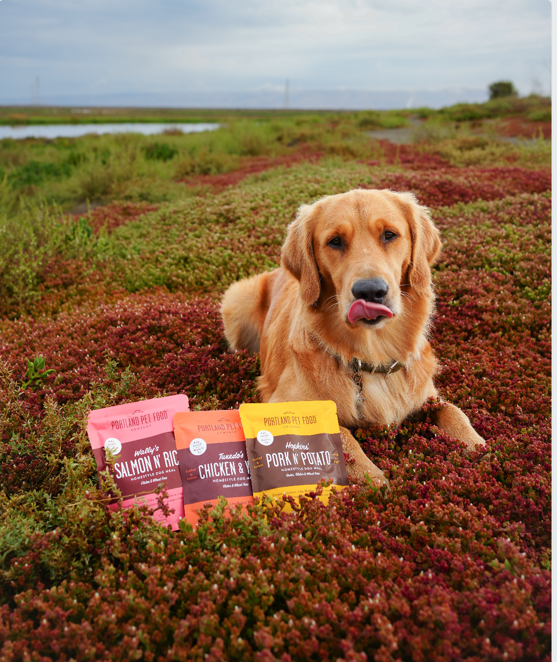 Gently Cooked Portland Pet Food Meals with a Happy Golden Retriever