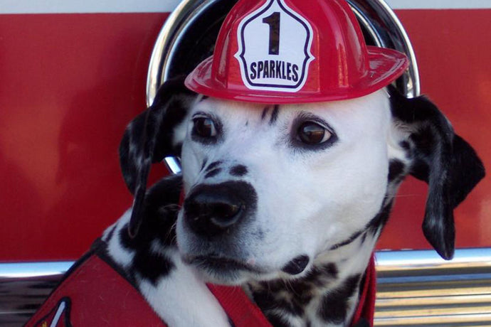 Ten Pet Fire Safety Tips