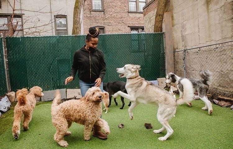 Black-Owned Pet Businesses to Support in the US - Portland Pet Food Company