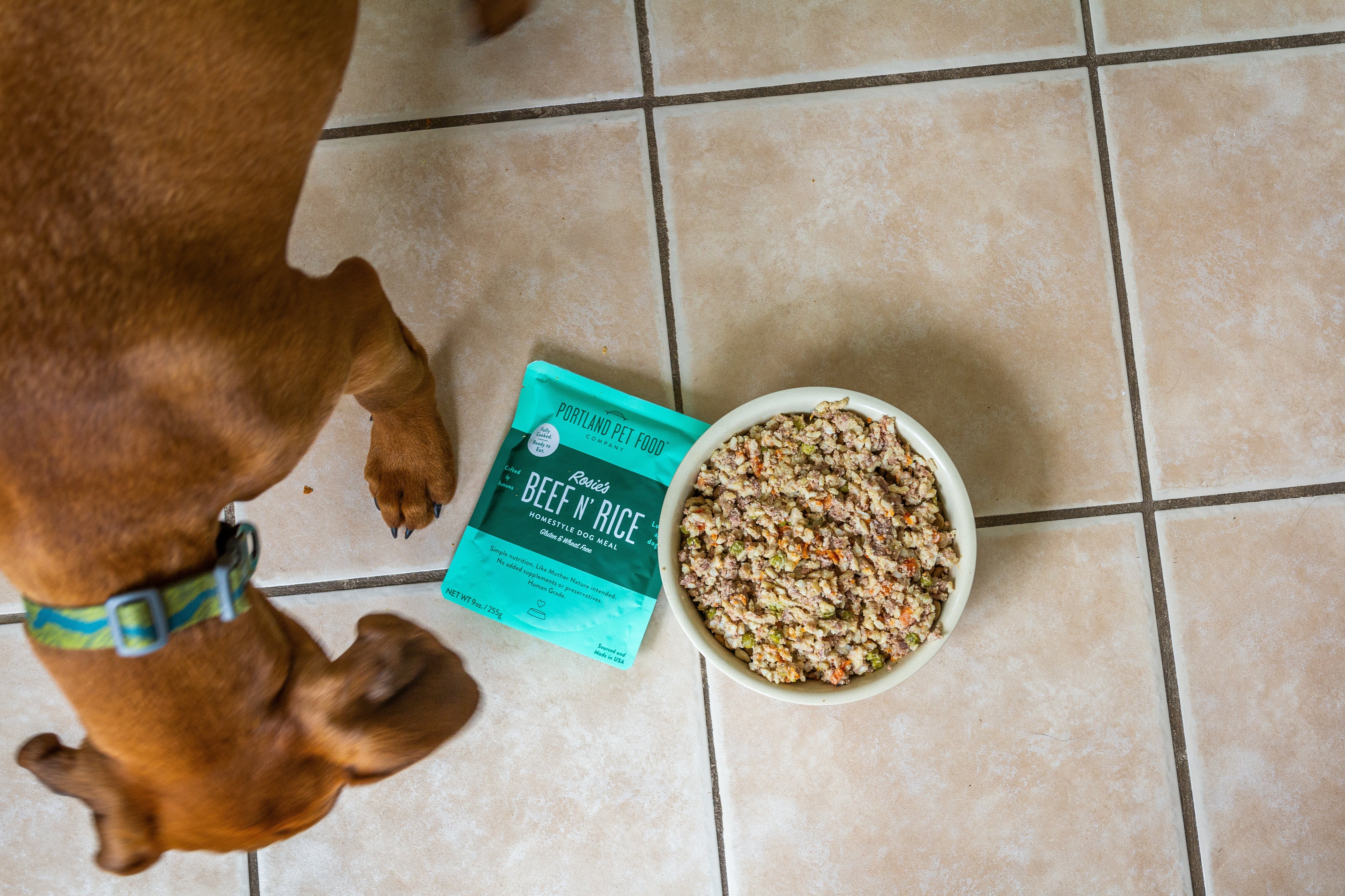 Can Dogs Eat Eggs? - Portland Pet Food Company