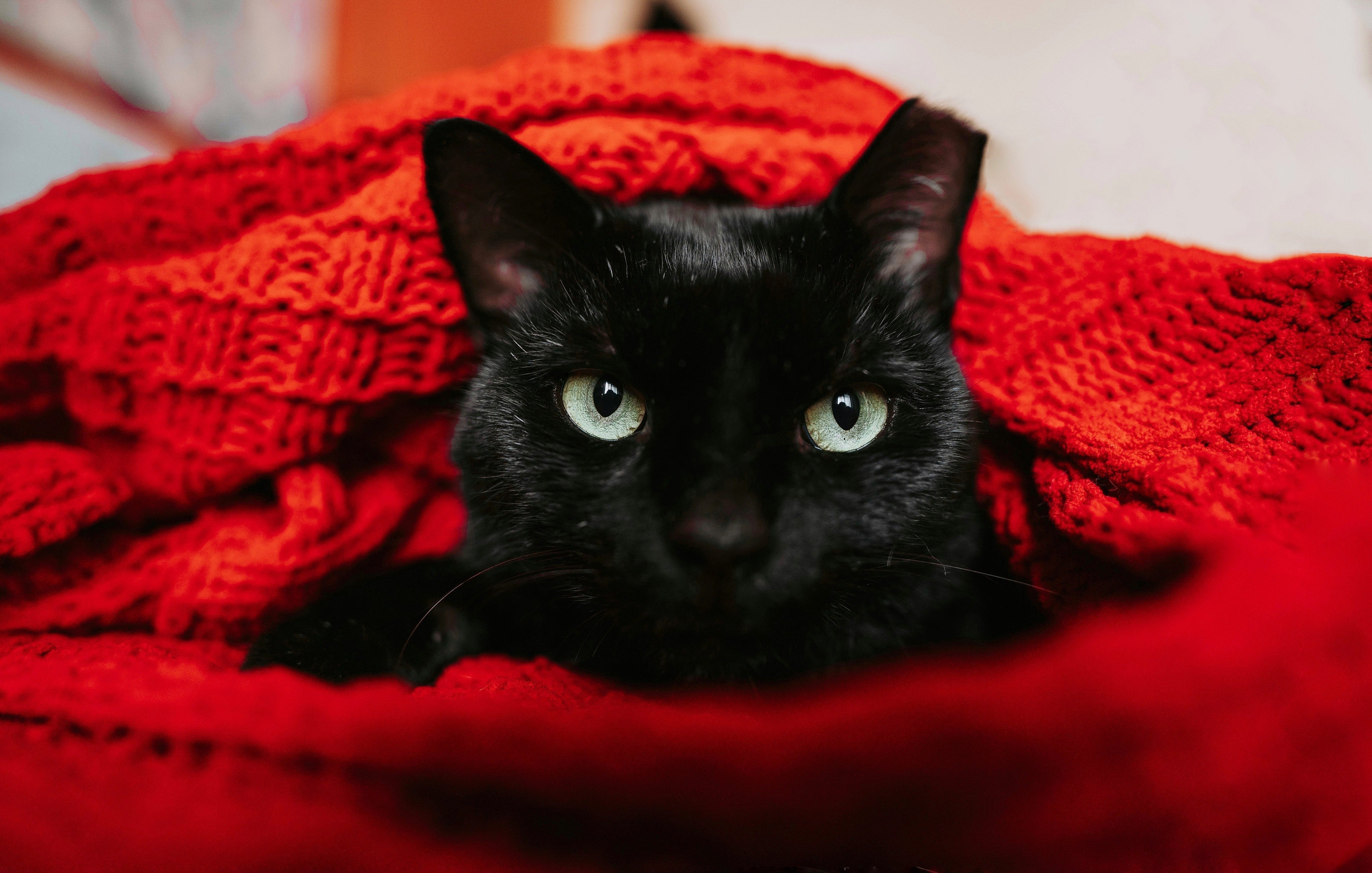 Cat Suddenly Becomes A Picky Eater - Portland Pet Food Company