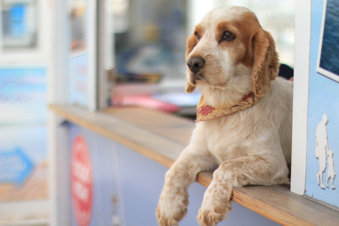 Three Ways To Care For Senior Dogs