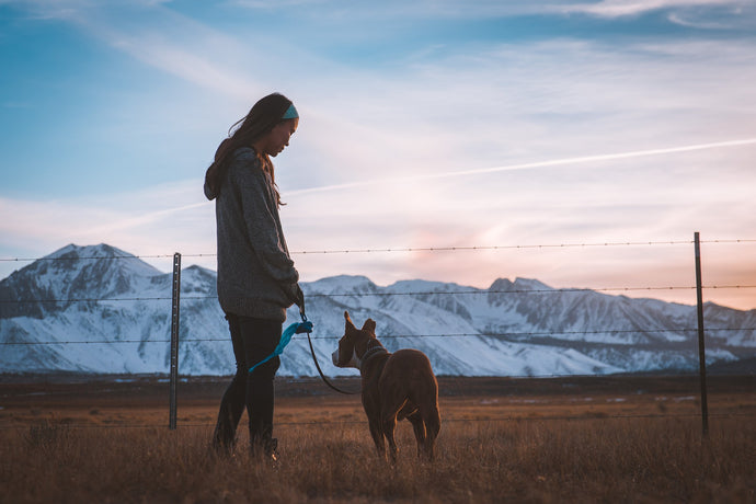 Five Essentials For Hiking With Your Dog