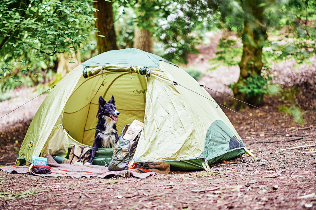 Five Plants That Are Dangerous For Dogs - Portland Pet Food Company