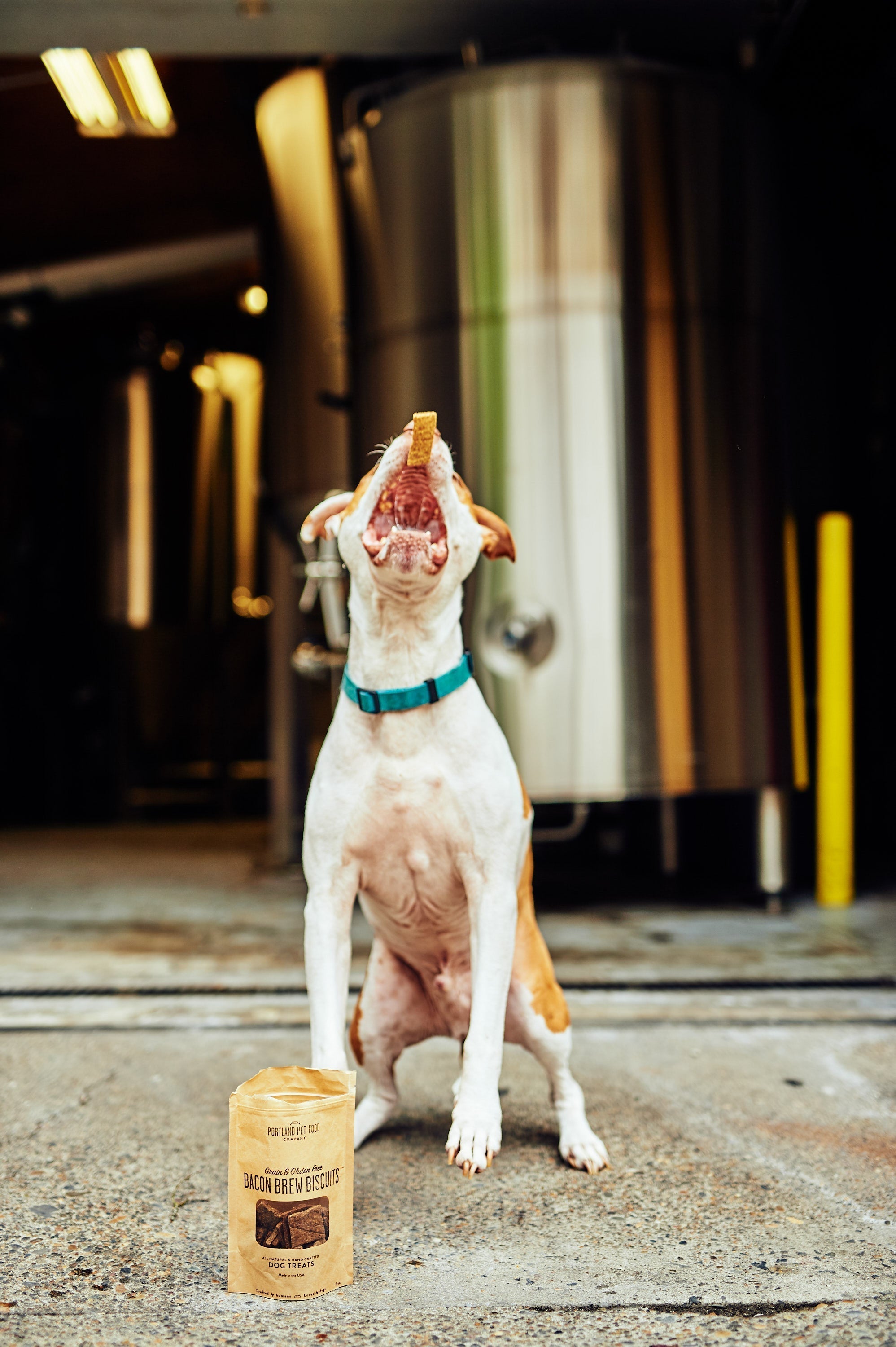 Five Tricks To Training Your Dog - Portland Pet Food Company