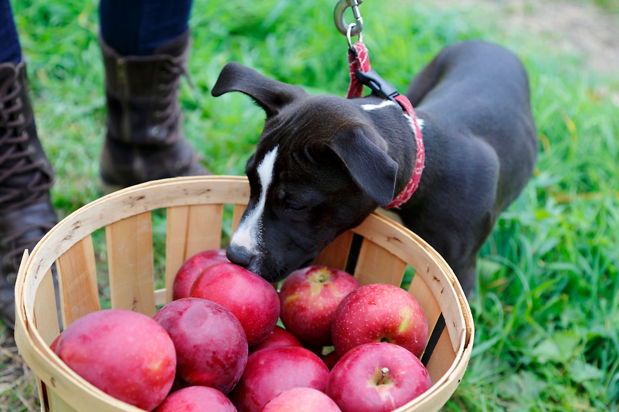 Five Unique Dog-Friendly Fall Adventures! - Portland Pet Food Company