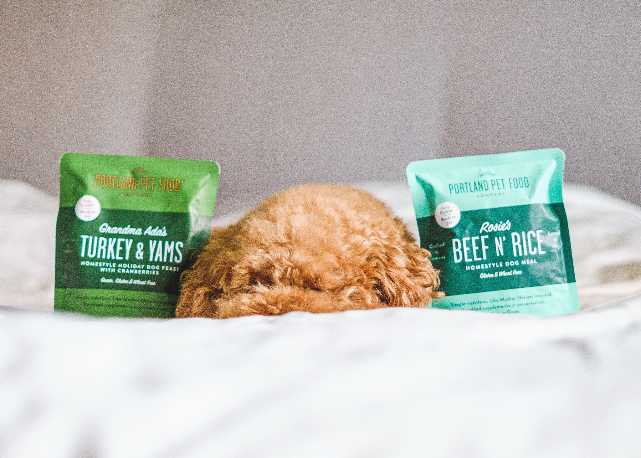 Five Ways To Keep Dogs Entertained Indoors In The Winter - Portland Pet Food Company