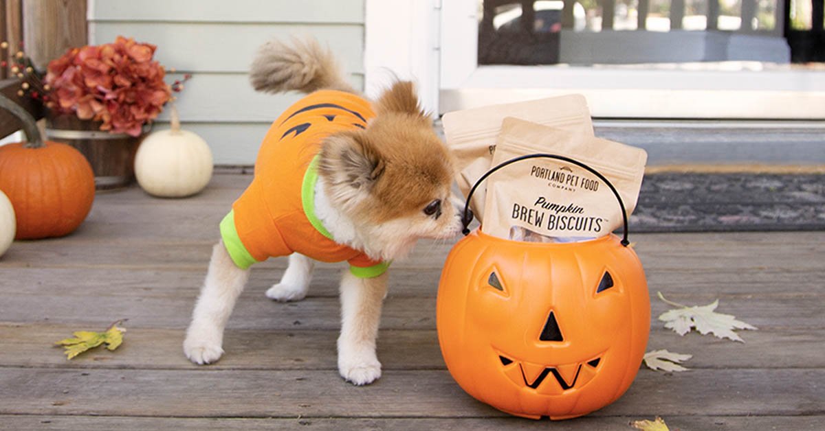 Four Halloween Safety Tips For Your Dog - Portland Pet Food Company