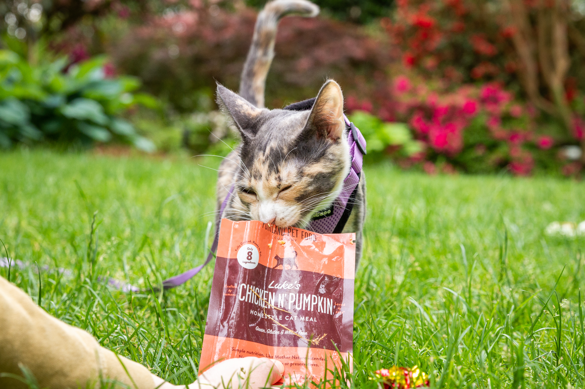Gently Cooked Cat Food - Portland Pet Food Company