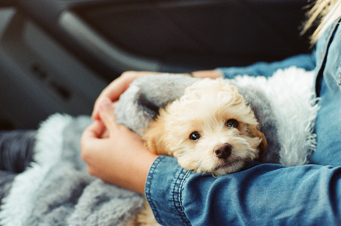 How PPFC Works With Nonprofits - Portland Pet Food Company