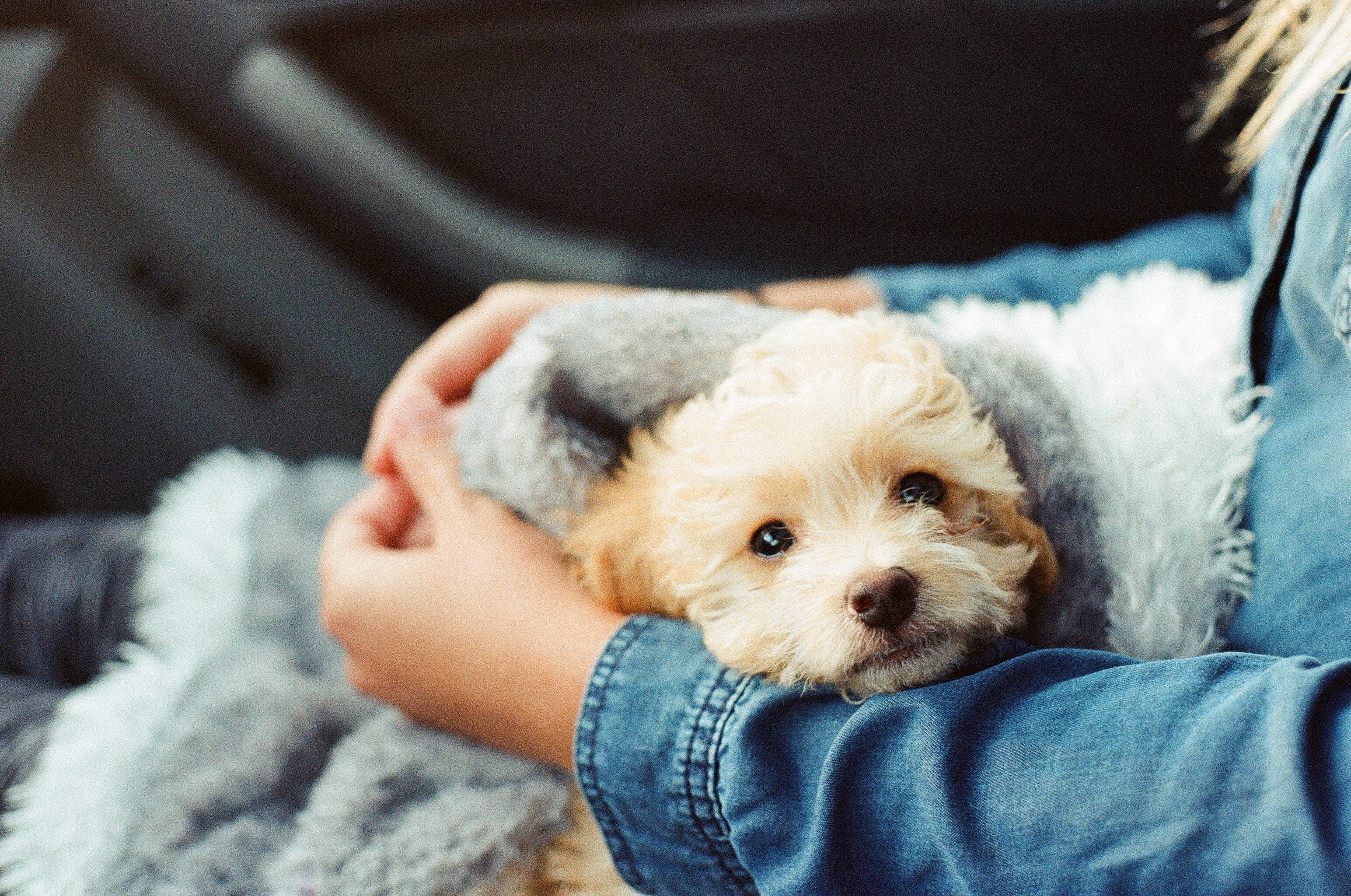 How PPFC Works With Nonprofits - Portland Pet Food Company