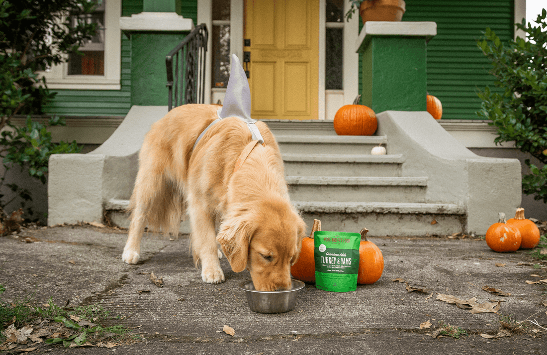 How To Celebrate Halloween With Your Dog During Quarantine - Portland Pet Food Company