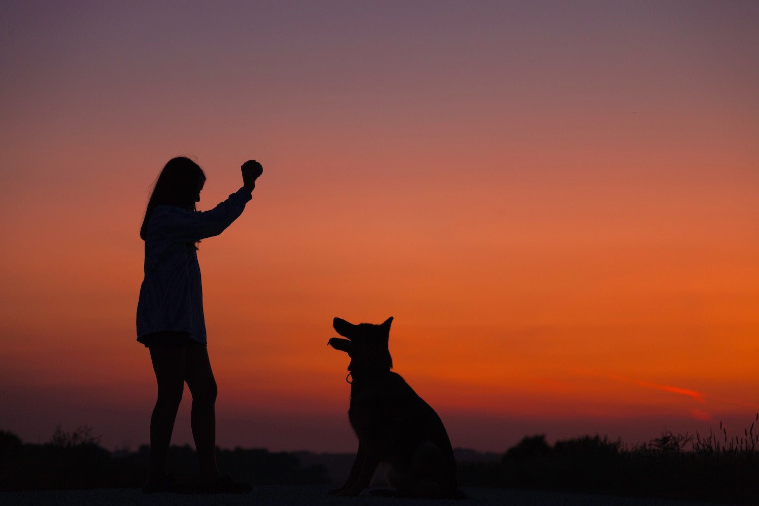 How To Ease The Pain For Dogs When Kids Head Back To School - Portland Pet Food Company