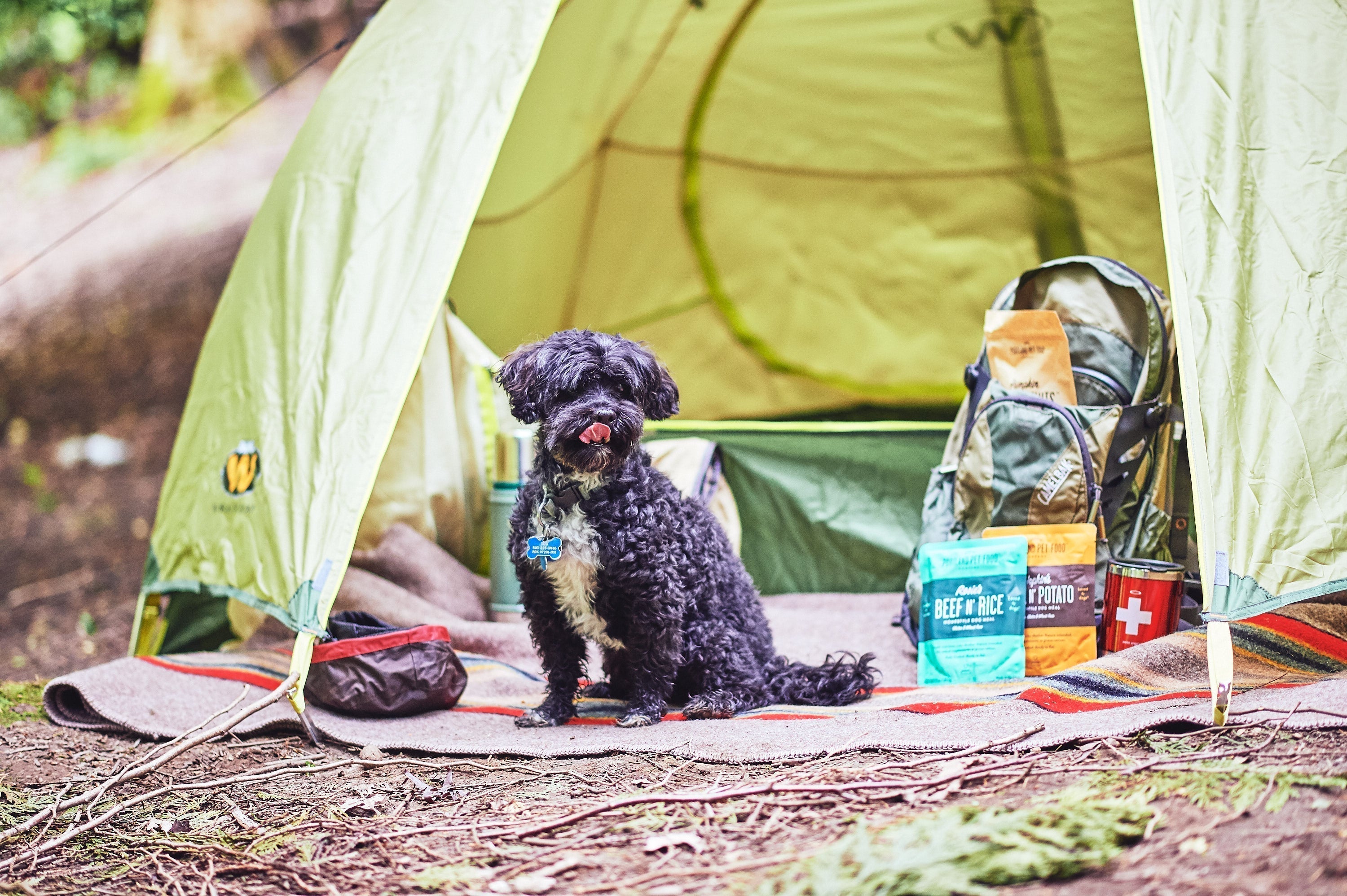 How To Keep Dogs Cooled Off In The Summer - Portland Pet Food Company