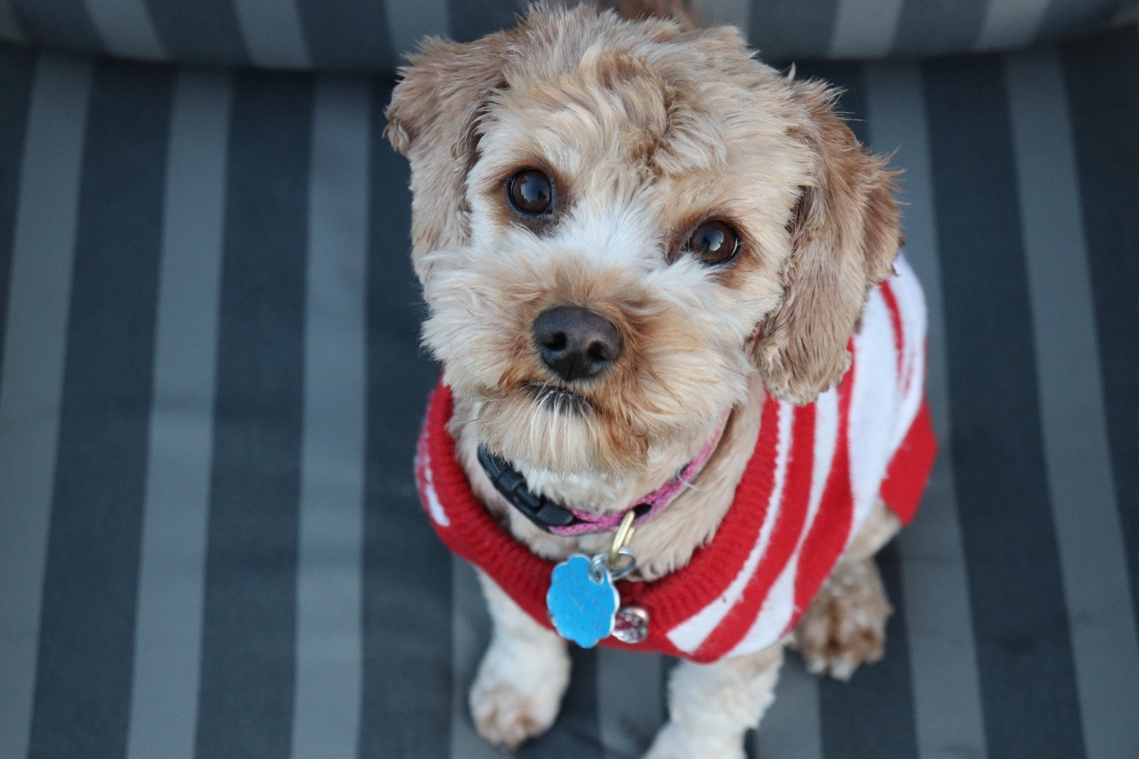 How To Socialize A Senior Dog - Portland Pet Food Company