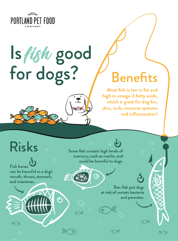 Is Fish Good For Dogs? - Portland Pet Food Company
